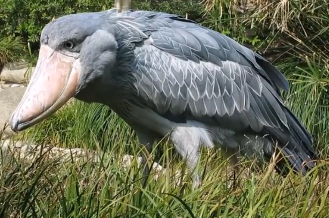 鯨鳥冬季購物熱，轉(zhuǎn)運(yùn)隔岸送溫暖_鯨鳥冬季購物熱，轉(zhuǎn)運(yùn)隔岸送溫暖_