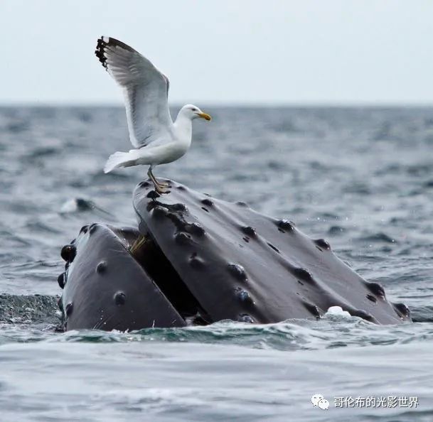 鯨鳥冬季購物熱，轉(zhuǎn)運(yùn)隔岸送溫暖__鯨鳥冬季購物熱，轉(zhuǎn)運(yùn)隔岸送溫暖