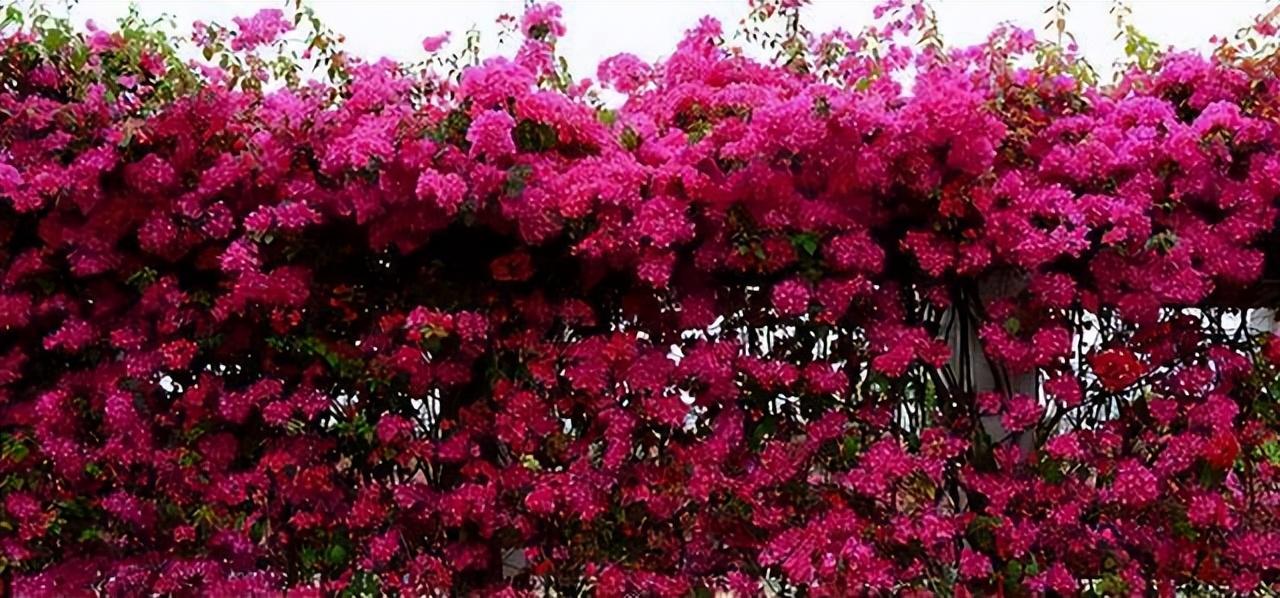 廈門裝修院子價格多少_廈門裝修院子效果圖_廈門院子裝修