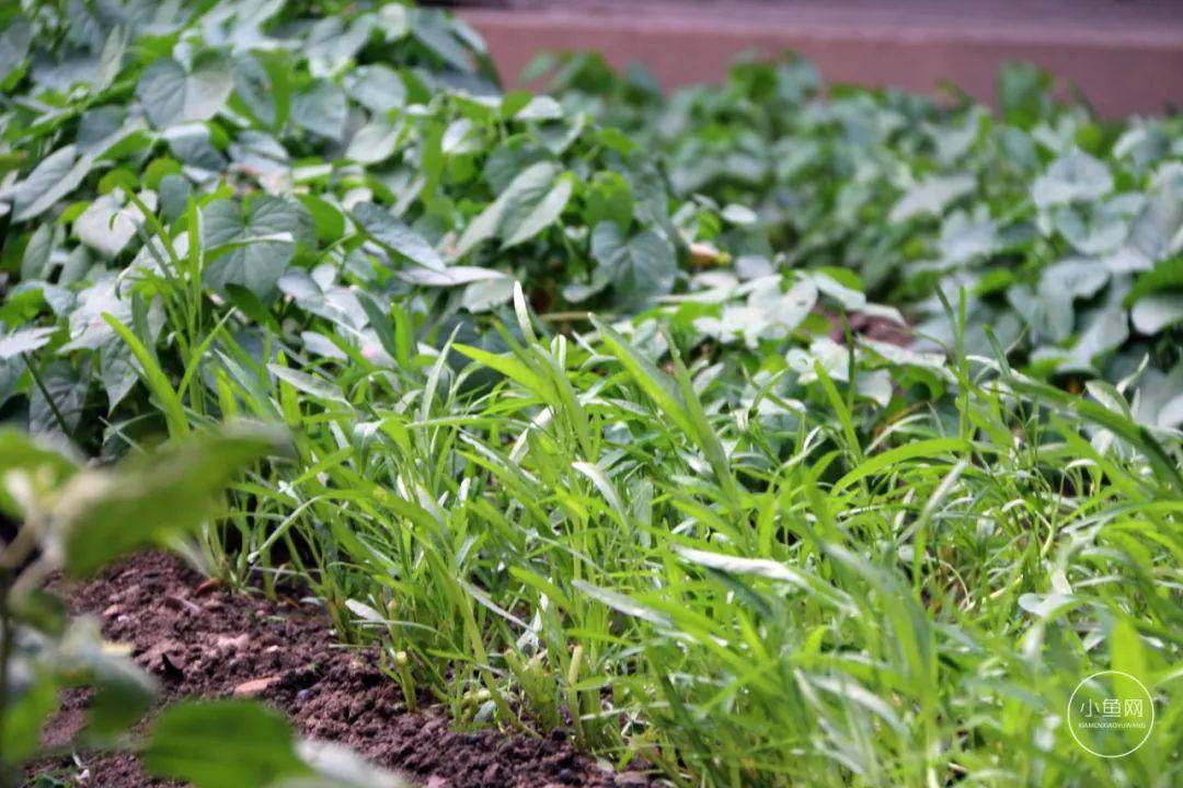 別墅廈門(mén)裝修圖片_廈門(mén)別墅裝修價(jià)格_廈門(mén)裝修別墅