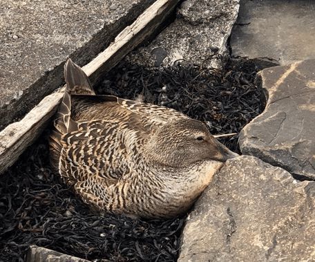 寒冬將至，冰島雁鴨絨供不應(yīng)求年產(chǎn)量僅3000公斤，King Eider冰島雁鴨絨珍奢床品帶來溫暖好眠