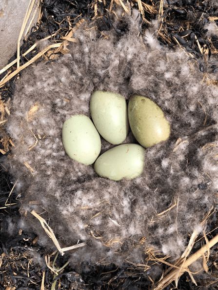 寒冬將至，冰島雁鴨絨供不應(yīng)求年產(chǎn)量僅3000公斤，King Eider冰島雁鴨絨珍奢床品帶來溫暖好眠