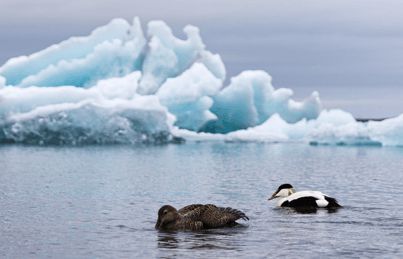 寒冬將至，冰島雁鴨絨供不應(yīng)求年產(chǎn)量僅3000公斤，King Eider冰島雁鴨絨珍奢床品帶來溫暖好眠