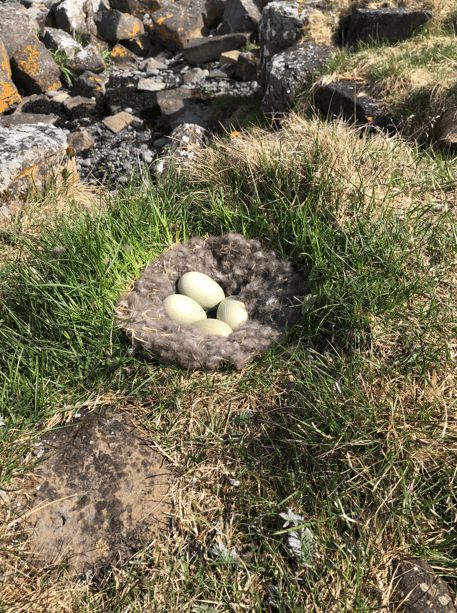 寒冬將至，冰島雁鴨絨供不應(yīng)求年產(chǎn)量僅3000公斤，King Eider冰島雁鴨絨珍奢床品帶來溫暖好眠